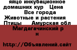 яйцо инкубационное домашних кур › Цена ­ 25 - Все города Животные и растения » Птицы   . Амурская обл.,Магдагачинский р-н